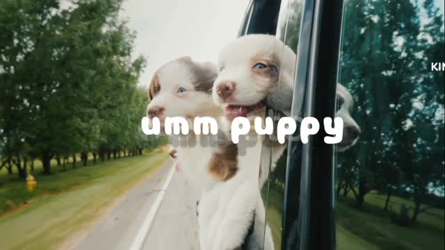 Umm Puppy ♥️♥️