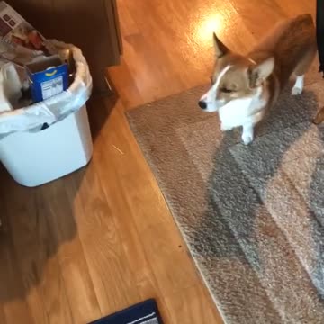 Duncan the corgi never trusts that the screen entryway will open!
