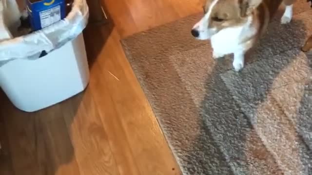 Duncan the corgi never trusts that the screen entryway will open!