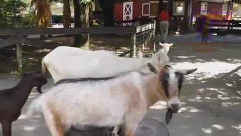 Funny KIDS AND ZOO ANIMALS are WAY FUNNIER
