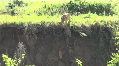 Lion cub has a bad day