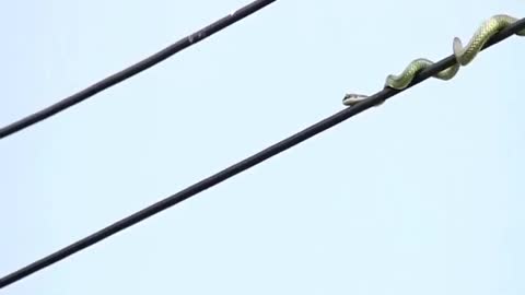 How a snake hunted birds by swinging on the current wire