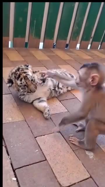 Two cute friends playing