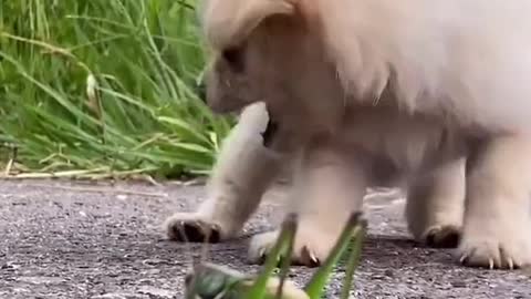 Video dog