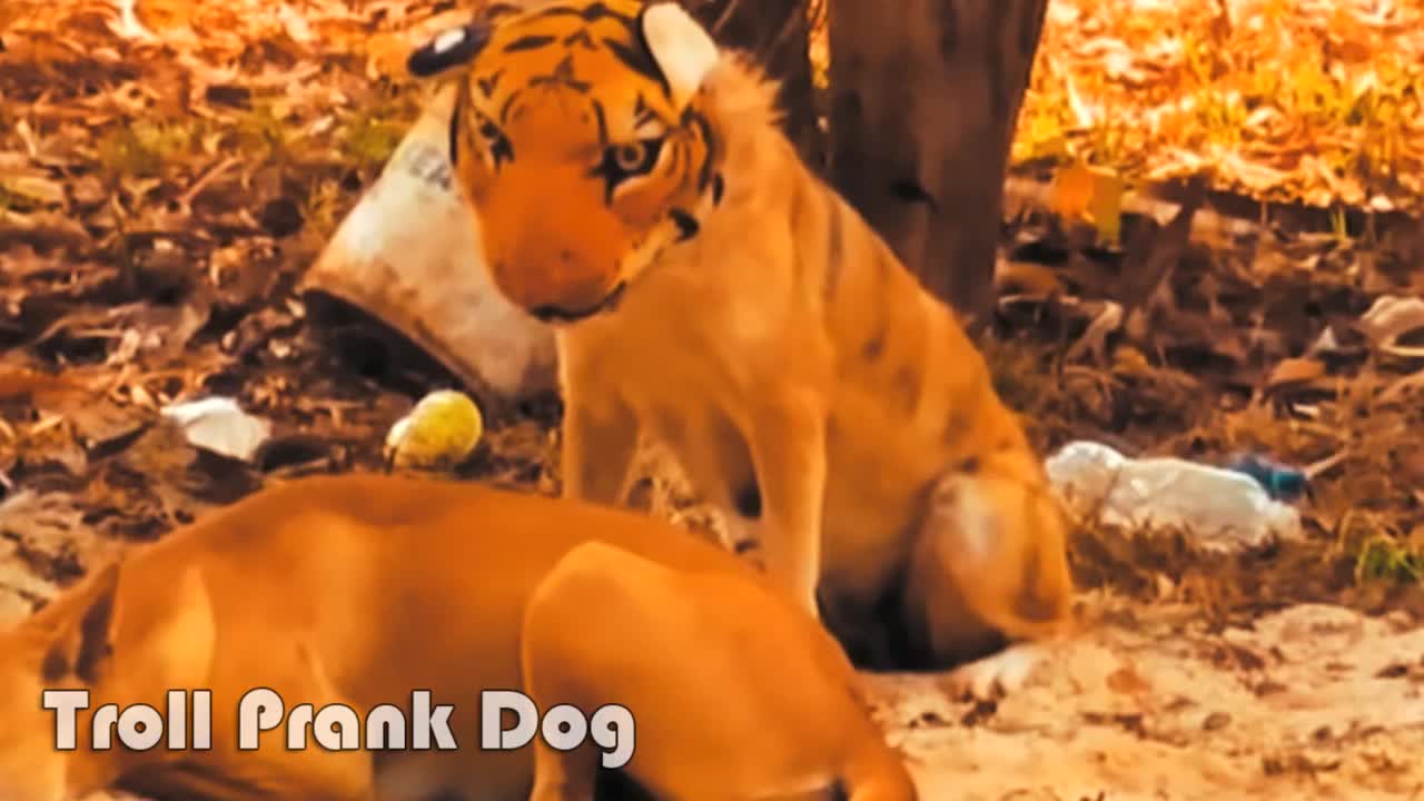 Fake Tiger Prank Real Dog Shouting vs Prank Sleep Dogs, So Funny Prank Video Troll Prank Dog Ep1