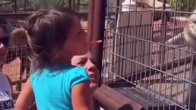 Funniest Baby at the Zoo