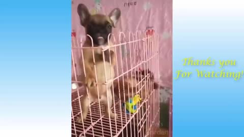 Funny cat and dog