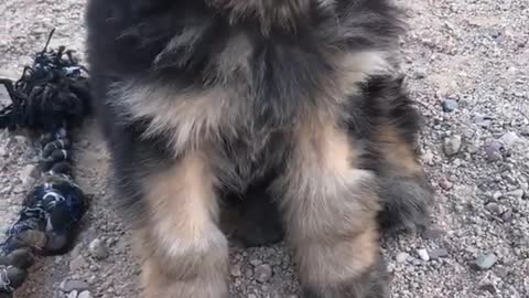 Brown puppy yawning and putting head down