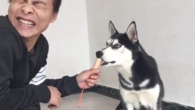 Teasing Husky everyday