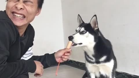 Teasing Husky everyday