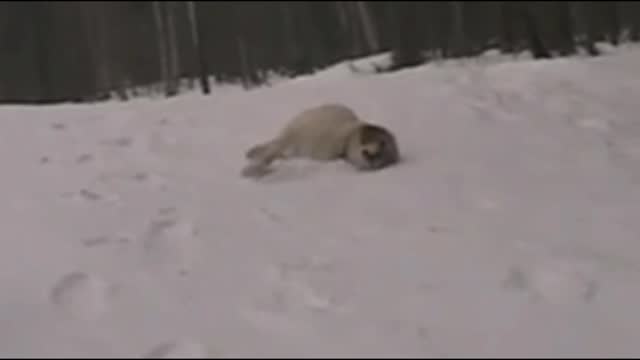 Gif video of dogs gliding through the snow