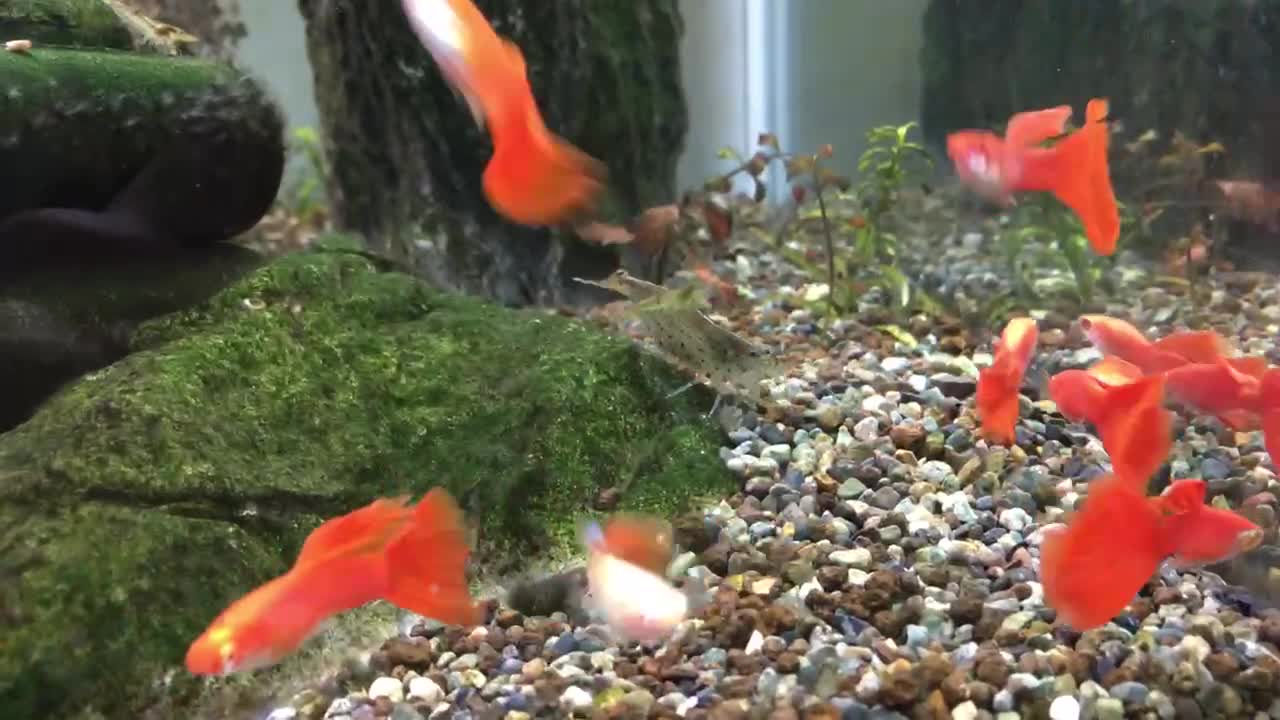 Albino full-red guppy