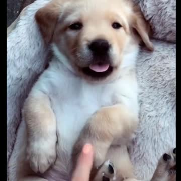 Cute Puppy Being Used as a Phone - TikTok Dogs (Funny Animals #402)