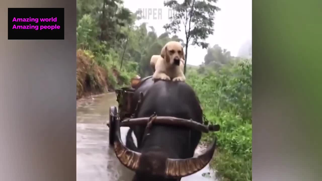 cute puppies