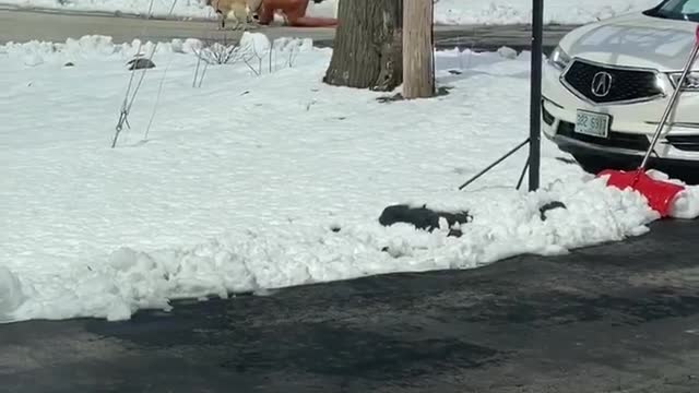 T-Rex Takes the Dogs for a Walk