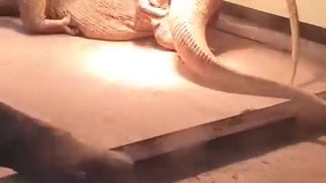 Varanus Exanthematicus Attempted copulation