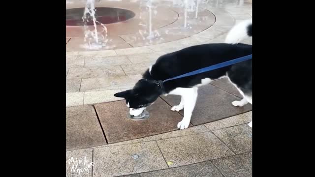 CUTE PETS SERIES: HUSKY DOG PLAY WITH WATER