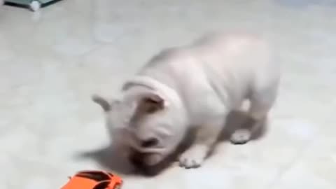 Funny dog reaction to car 😂