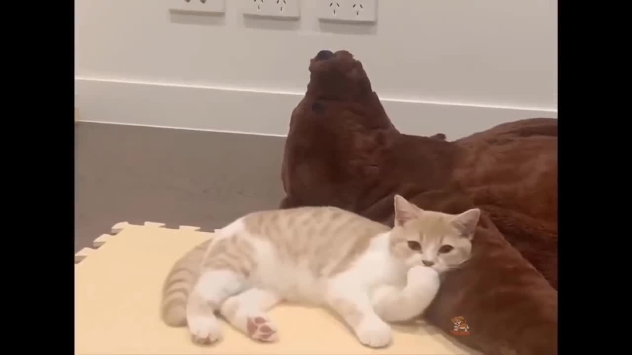 Fantastic video funny cat