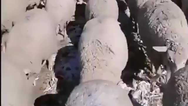 Sheep are marching like soldiers as they go home