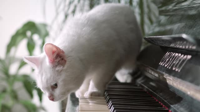 Elegant kitten