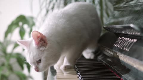 Elegant kitten
