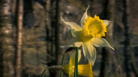 How blooms bloom. Accelerated shooting - Unique informative video