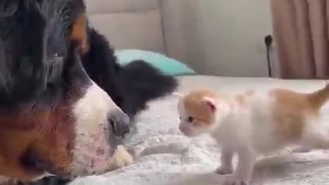 This tiny kitten is about to meet a huge Bernese Mountain dog for the very first time!🥰😻