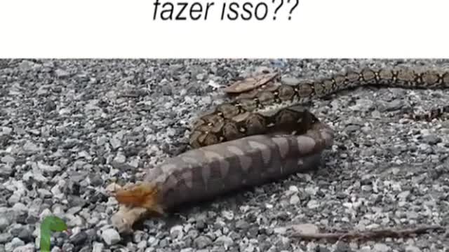 snake feeds and vomits