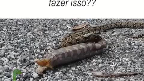 snake feeds and vomits