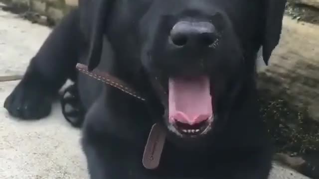 Nice funny 🎥video's dog