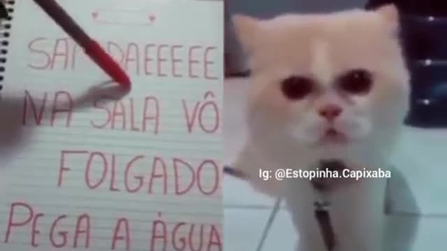 cart louco da vida