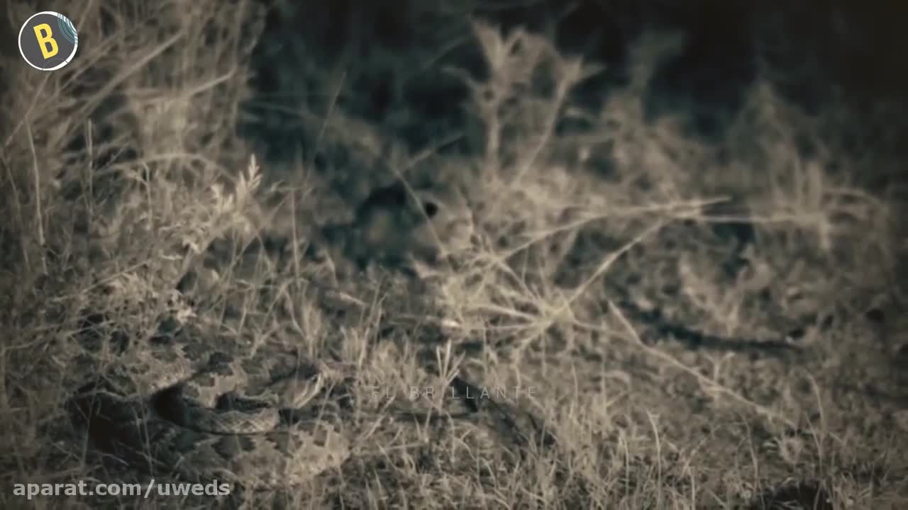 Unsuccessful attacks of wild animals.