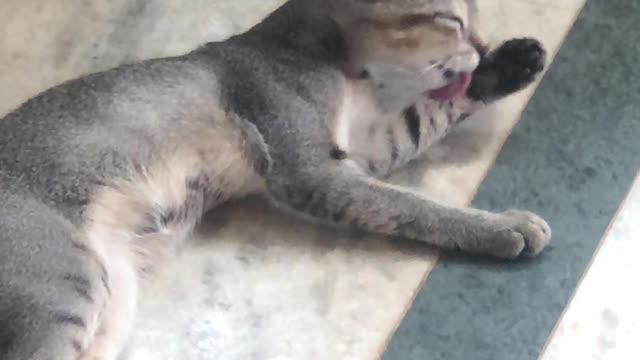 Playing cat 🐈