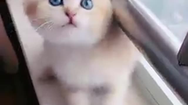 Cute baby cat video