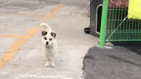 Korean puppy is so cute