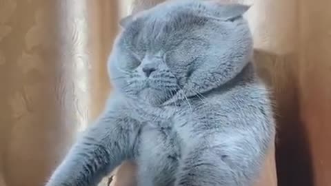 Funny cat video| funny clip