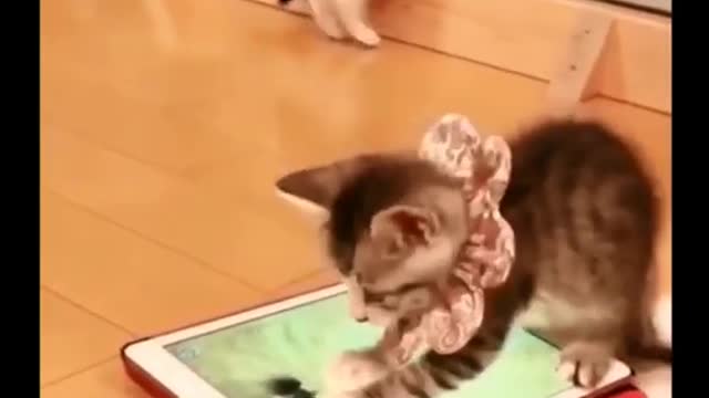 Adorable Cute Little Puff Ball Kittens and Cats Funny Movements