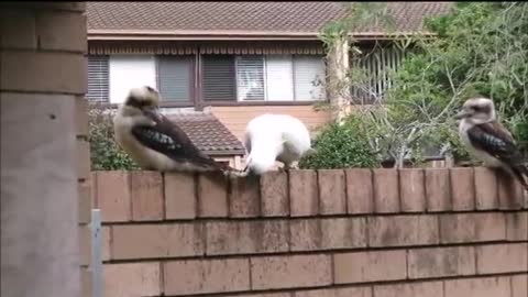 Cockatoo teasing Kookaburra
