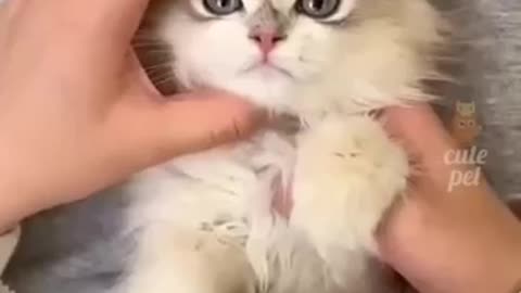 Funny cute cat