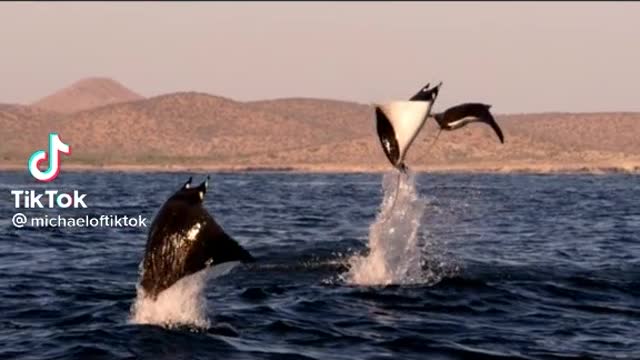 two headed penguins try to fly