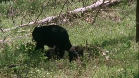 Having a Swim | Big Bear Diary | BBC Earth