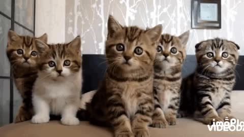 Cute Kitten Gif