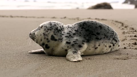 baby sea lion