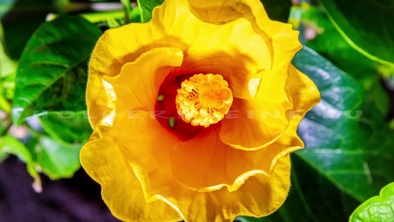 Incredible Detailed Macro Time Lapse of a Blooming Yellow Hibiscus Flower.