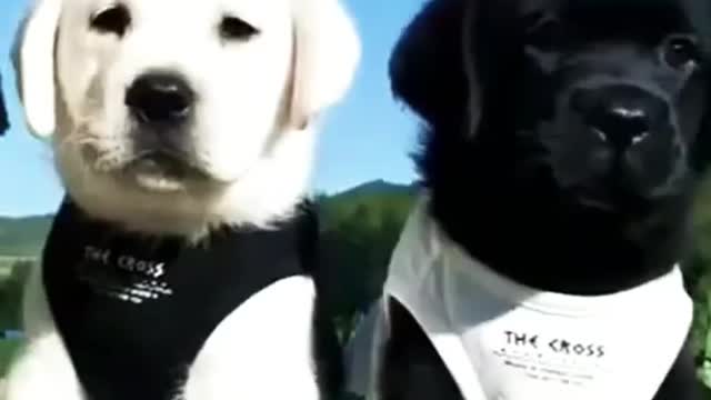 My Cute Puppy’s 💓💓😍 | PETS LOVER USA #dog #Puppy #Cute #Funny #Shorts #Yotube_Shorts