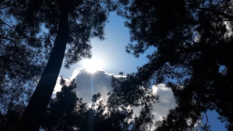 Photography of the sun from the forest between the trees