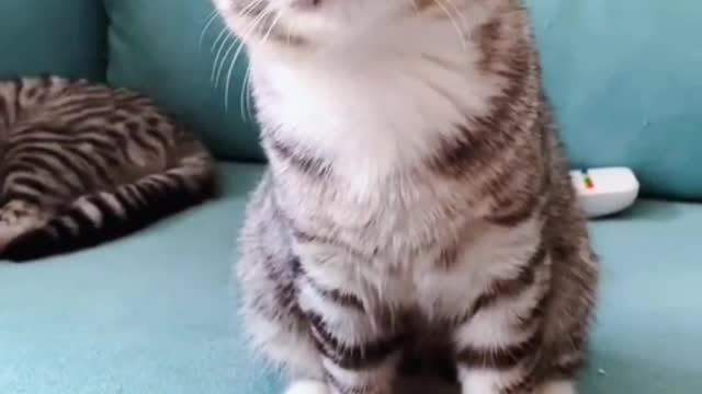 The kitten doesn't know it's shedding hair, it just wants to rub against you