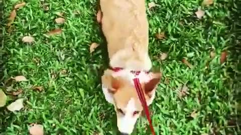 Corgi on red leash laying on grass being dragged