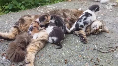 Cat kitten with mom cat